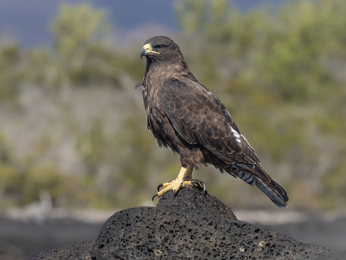 Galapagos Hawk - Buteo galapagoensis - Birds of the World