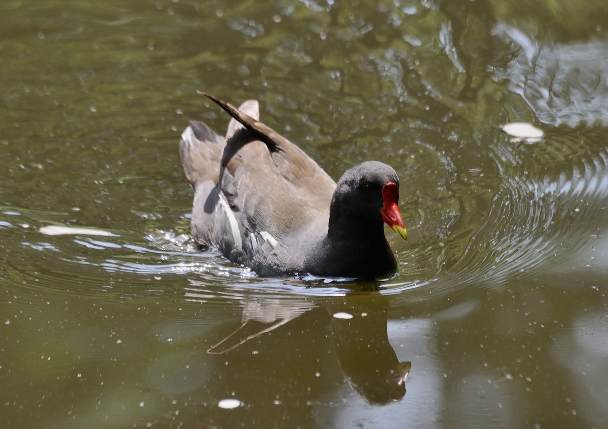 Eurasian Moorhen - ML594295281