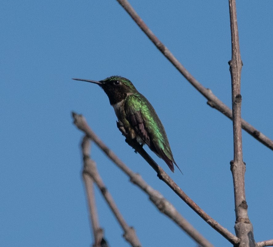 Ruby-throated Hummingbird - ML594295451