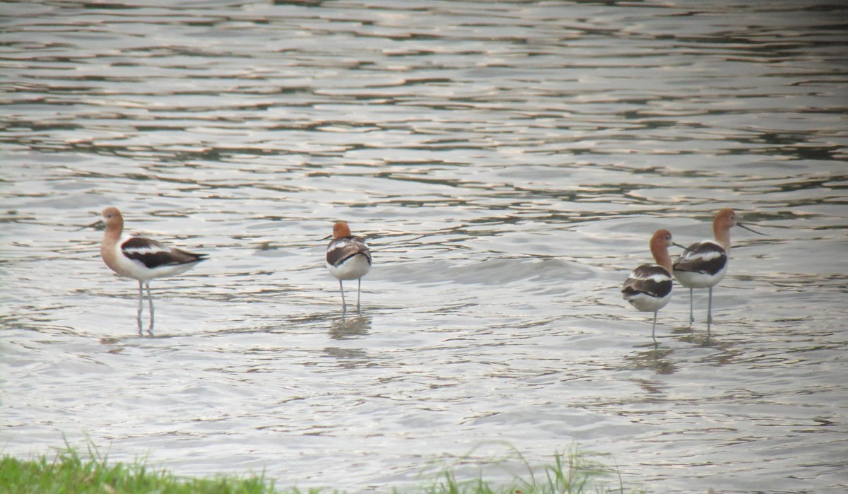 Avocette d'Amérique - ML594295591