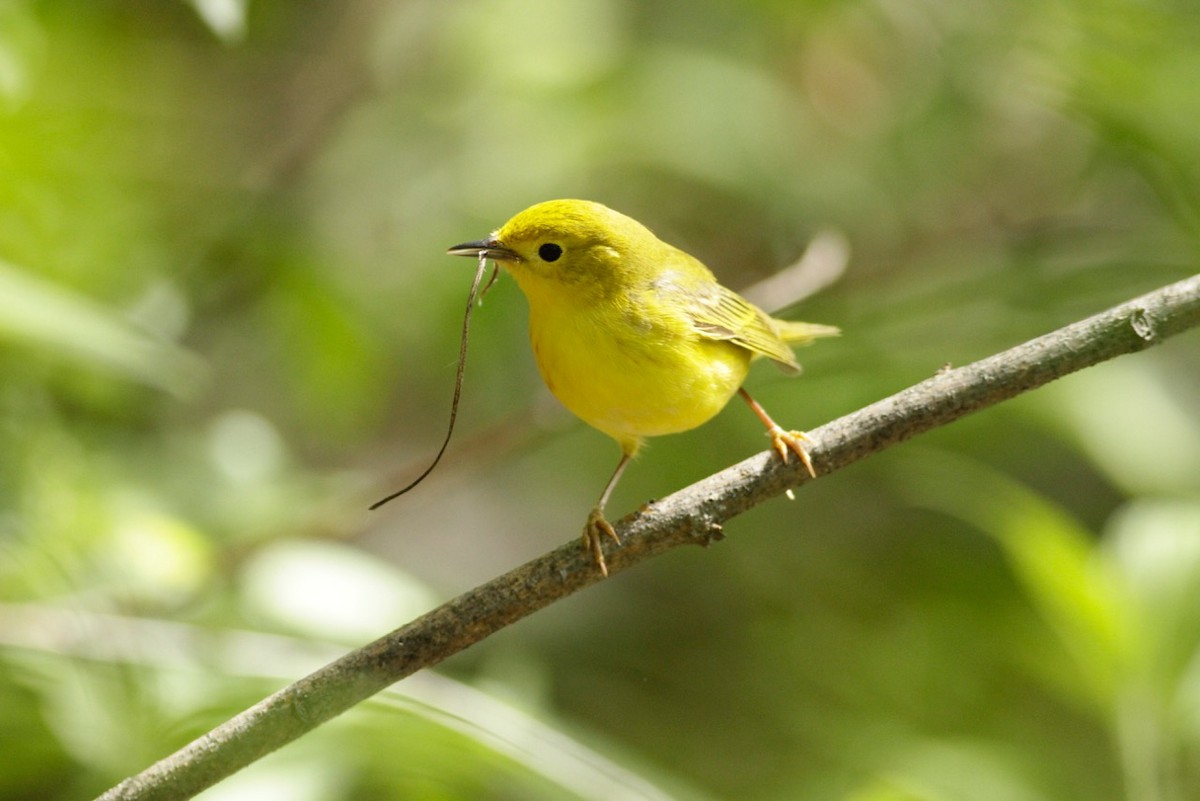 Yellow Warbler - ML59429561