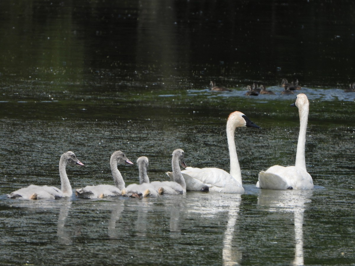 Trumpeter Swan - ML594296041