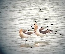 Avocette d'Amérique - ML594297471