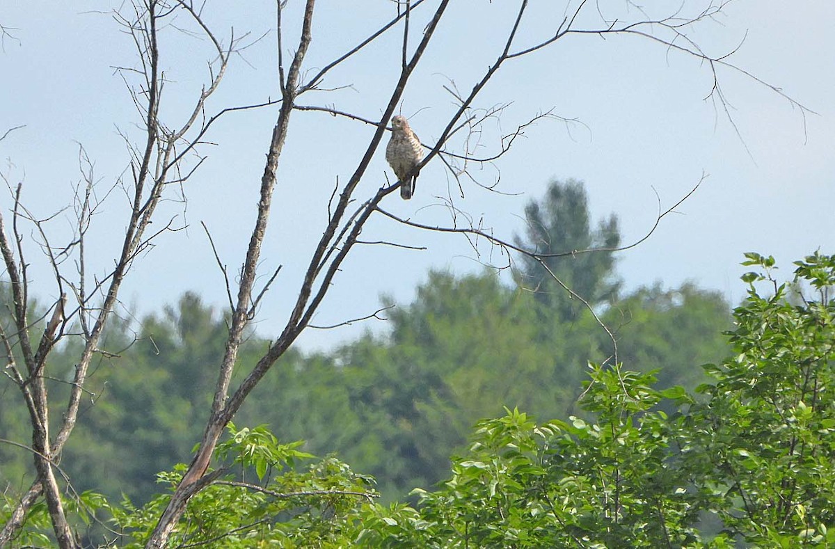 Red-shouldered Hawk - ML594298041