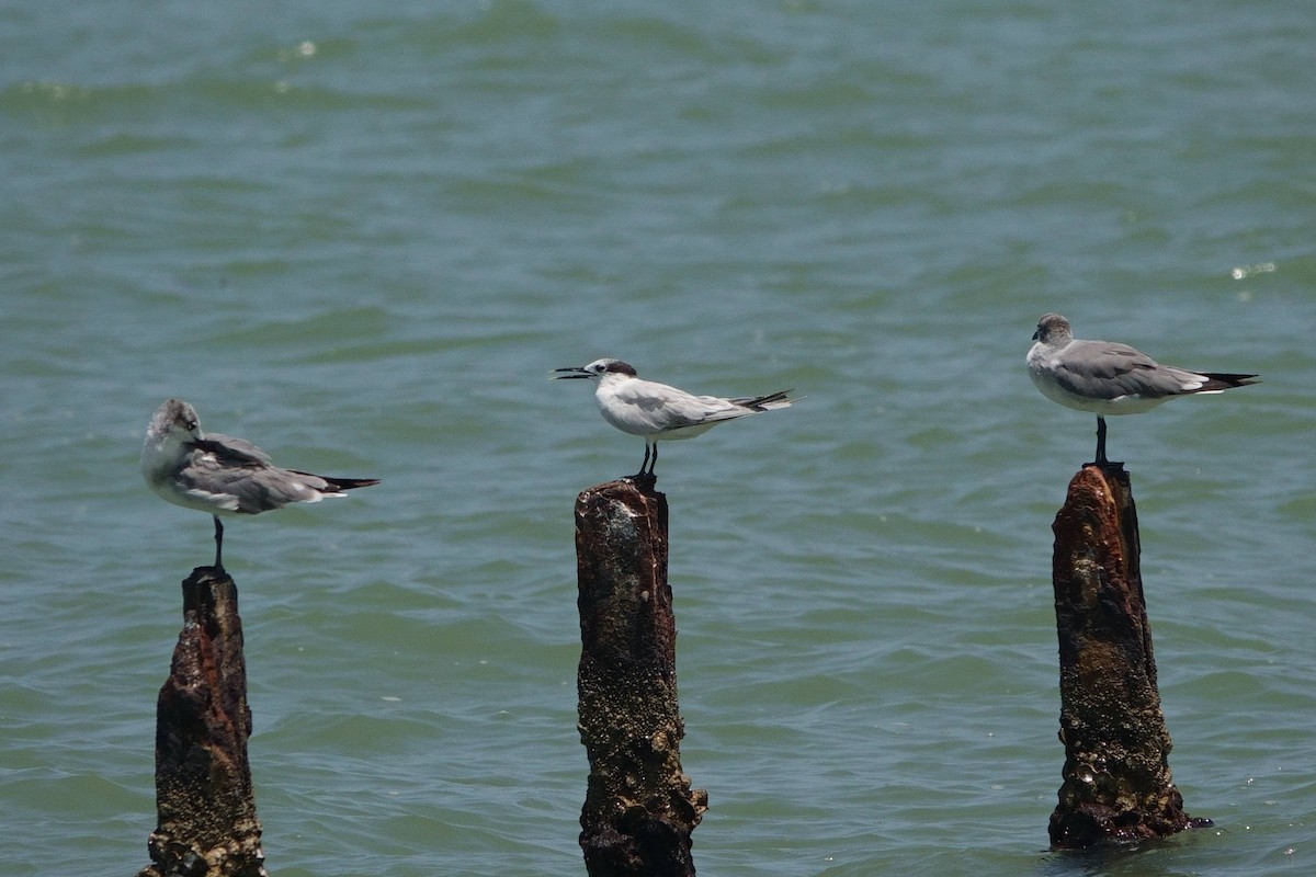 Sandwich Tern (Cabot's) - ML594298111