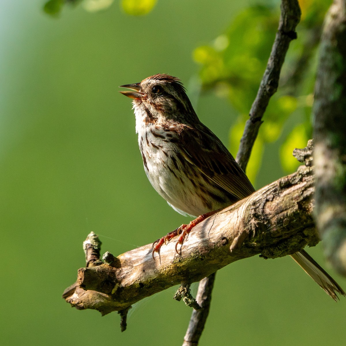 Song Sparrow - ML594298121