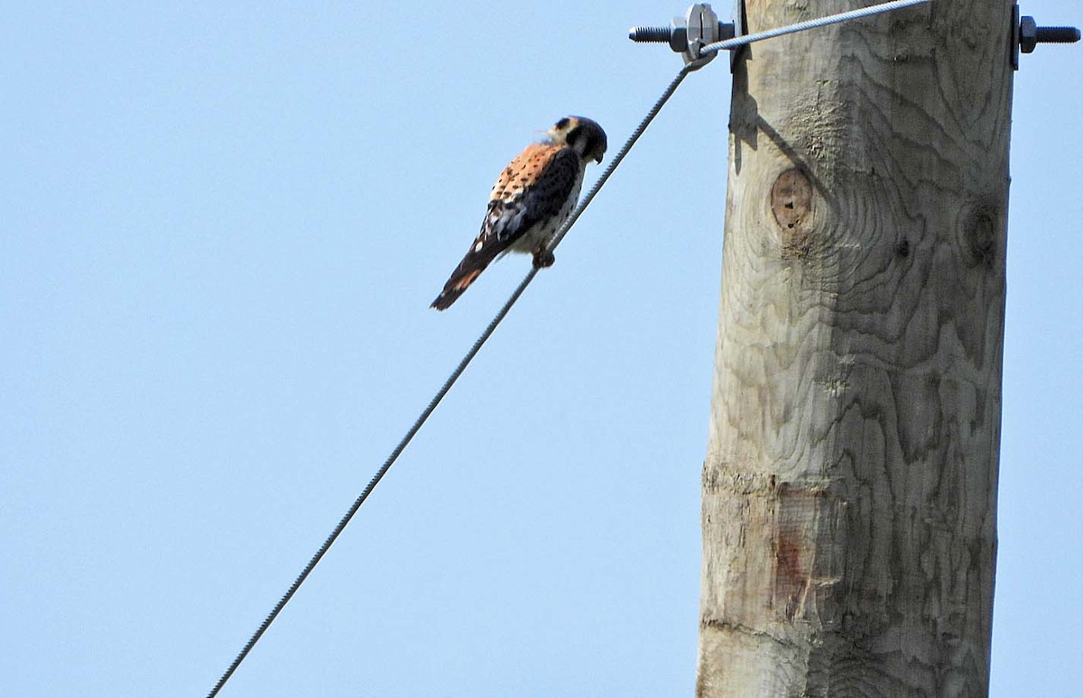 American Kestrel - ML594298331