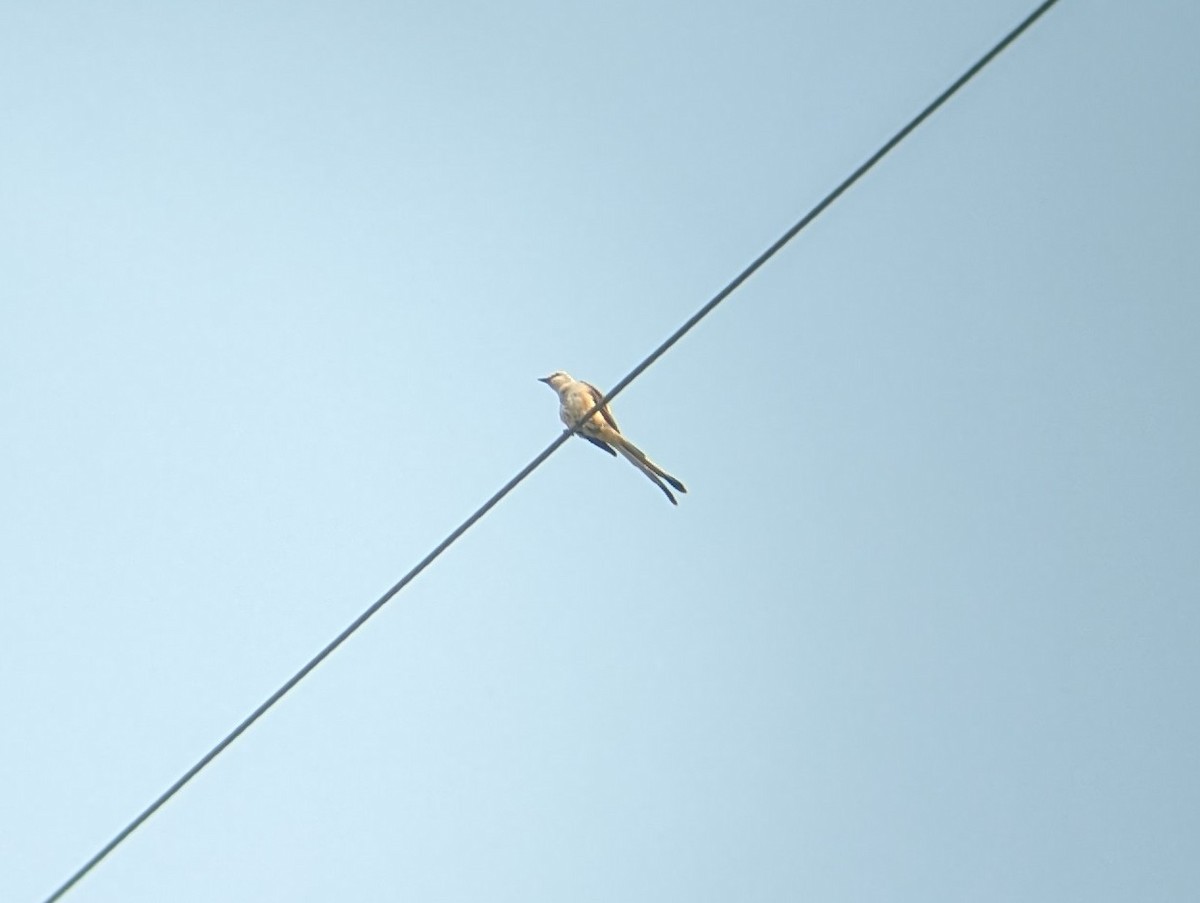 Scissor-tailed Flycatcher - ML594298441