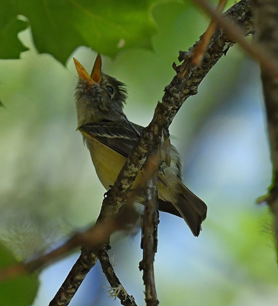 Western Flycatcher (Pacific-slope) - ML594299091