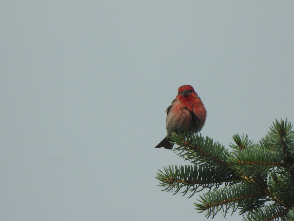 House Finch - ML594299181