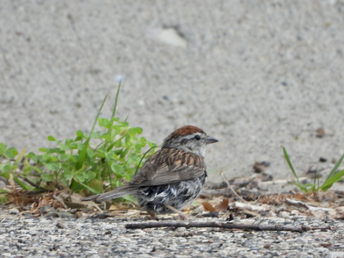 Chipping Sparrow - ML594299231