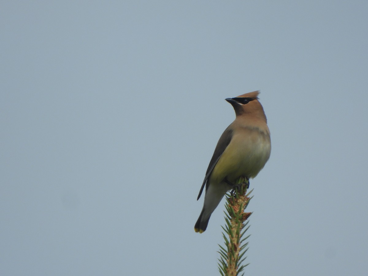 Cedar Waxwing - ML594299321