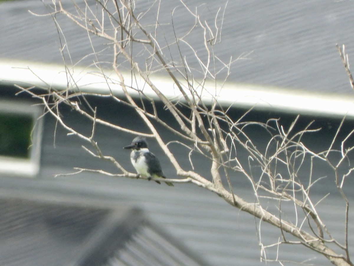 Belted Kingfisher - ML594299501