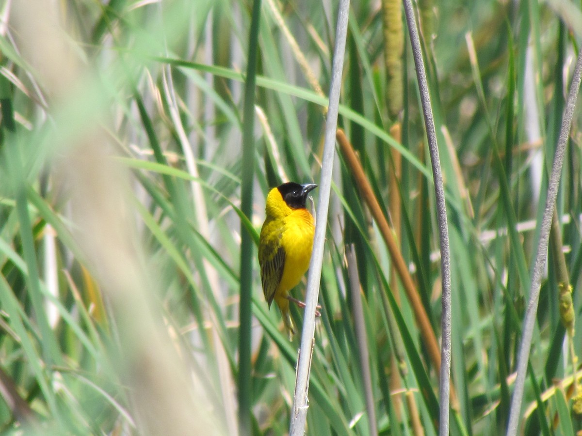 Black-headed Weaver - ML59429951