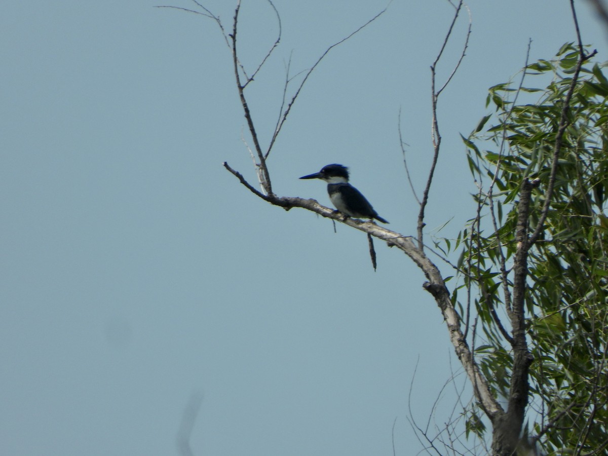 Belted Kingfisher - ML594299511