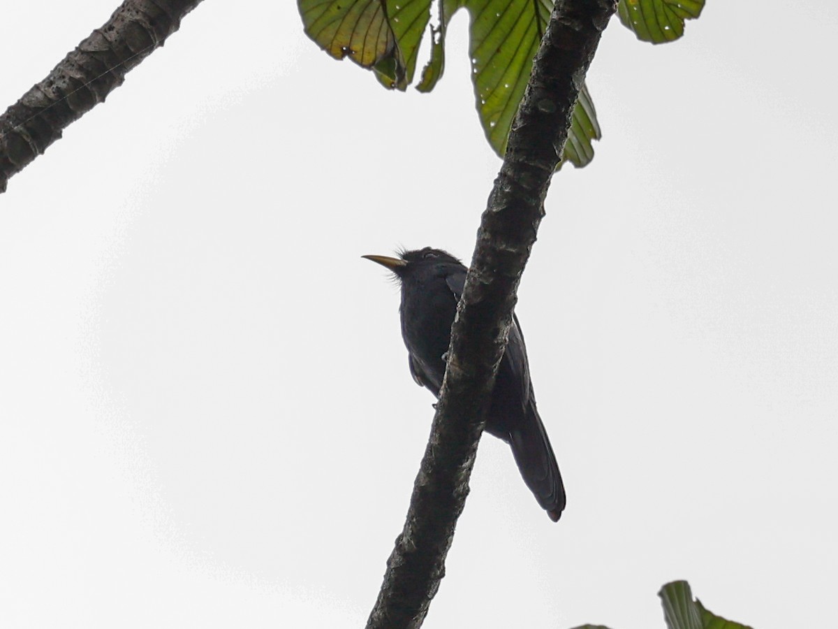 Yellow-billed Nunbird - Tom Feild