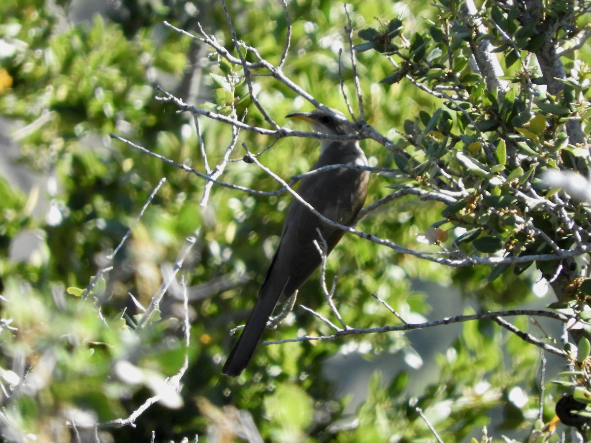 Yellow-billed Cuckoo - ML594299751