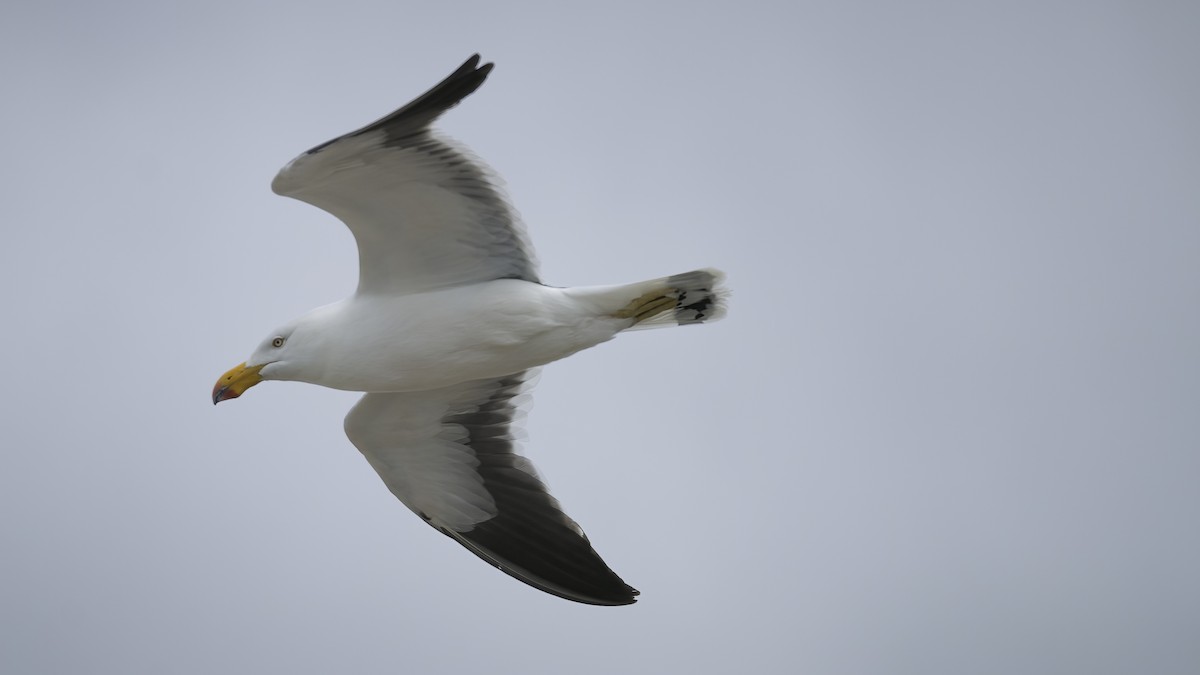 Gaviota de Tasmania - ML594299811