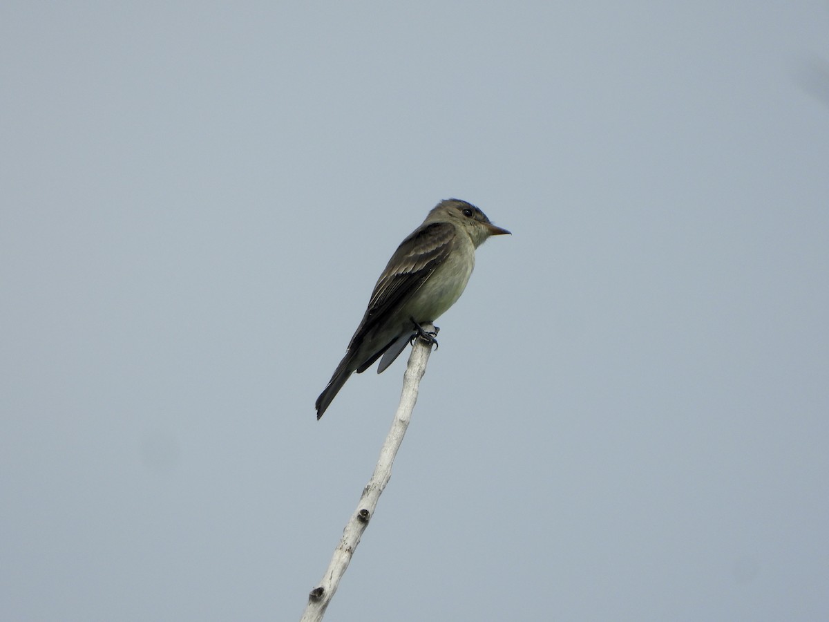 Eastern Wood-Pewee - ML594300271