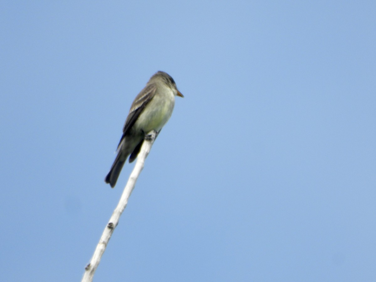 Eastern Wood-Pewee - ML594300281