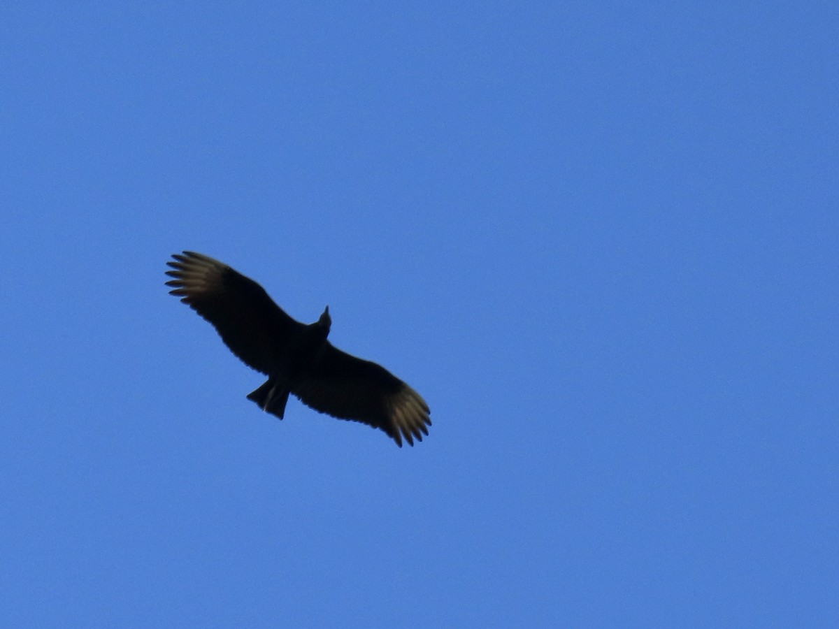 Black Vulture - ML594301191