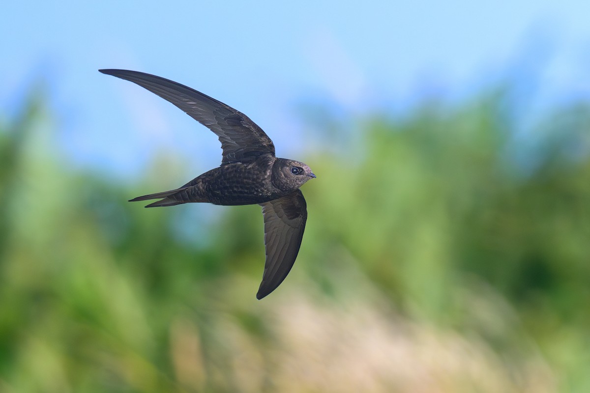 Common Swift - ML594301381