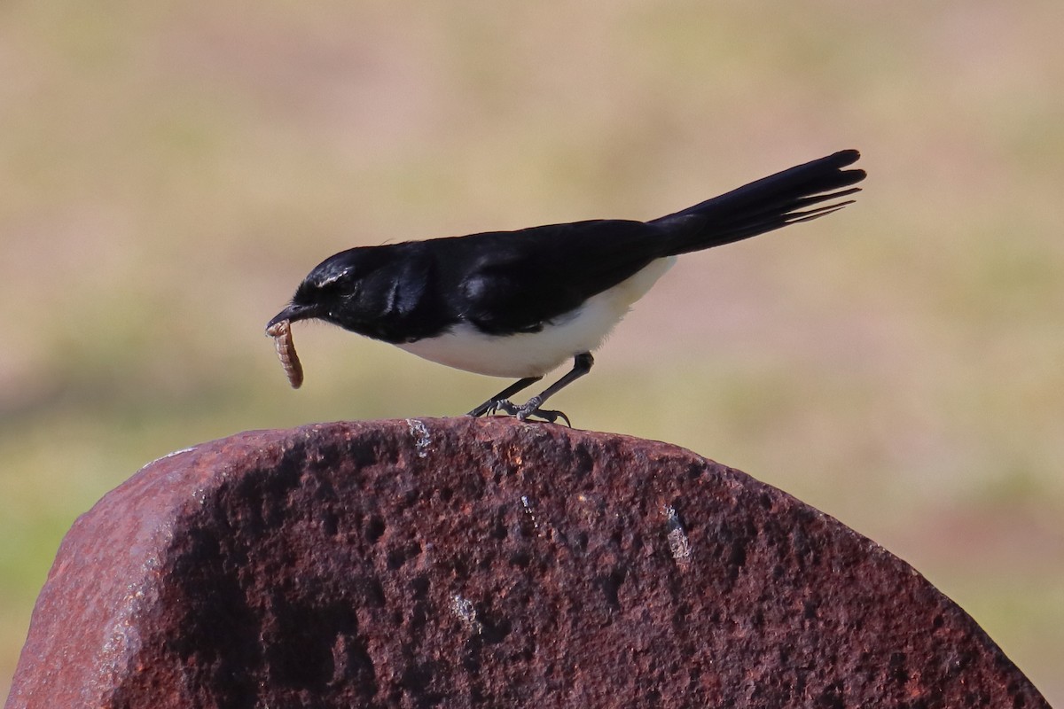 Willie-wagtail - ML594301521