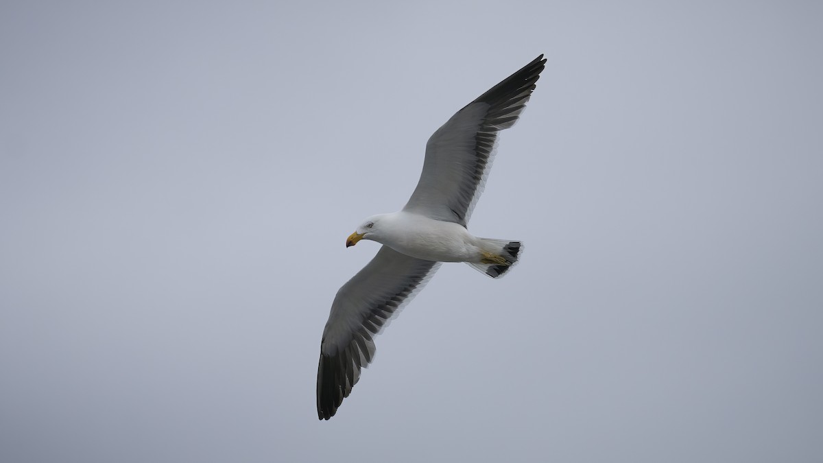 Pacific Gull - Markus Craig