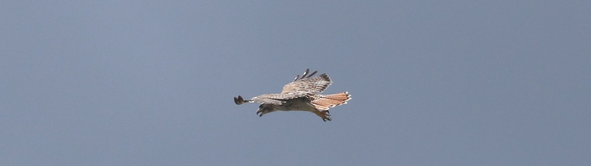 Red-tailed Hawk - ML594302001