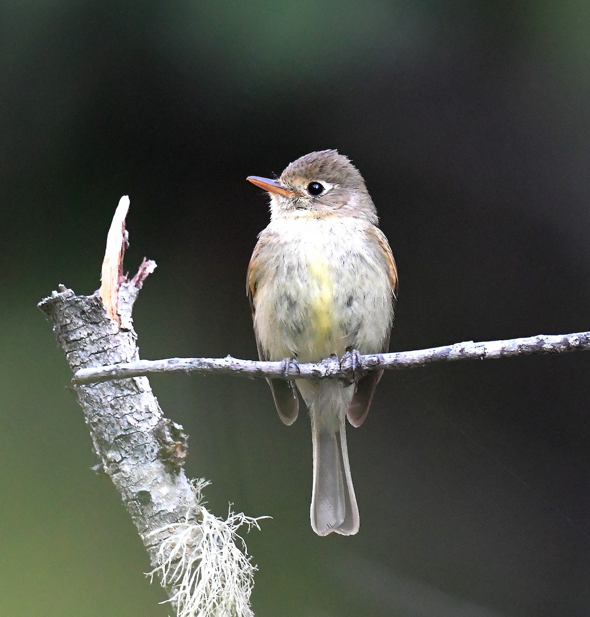 Western Flycatcher (Pacific-slope) - ML594302211