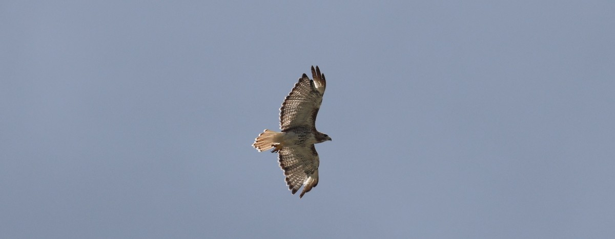 Red-tailed Hawk - ML594302261