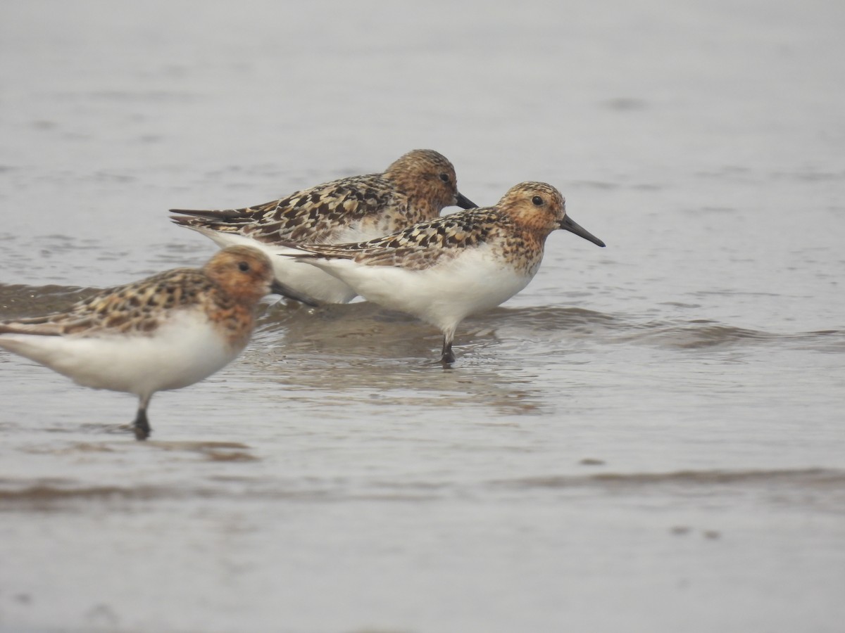 Bécasseau sanderling - ML594304581