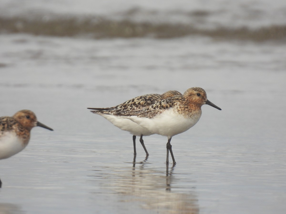 Bécasseau sanderling - ML594304641