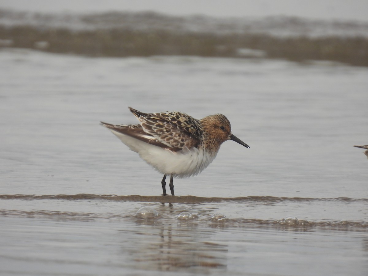 Bécasseau sanderling - ML594304781