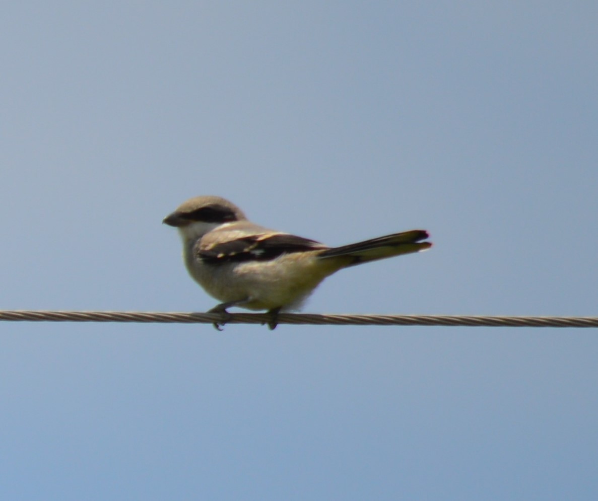 Loggerhead Shrike - ML594305681