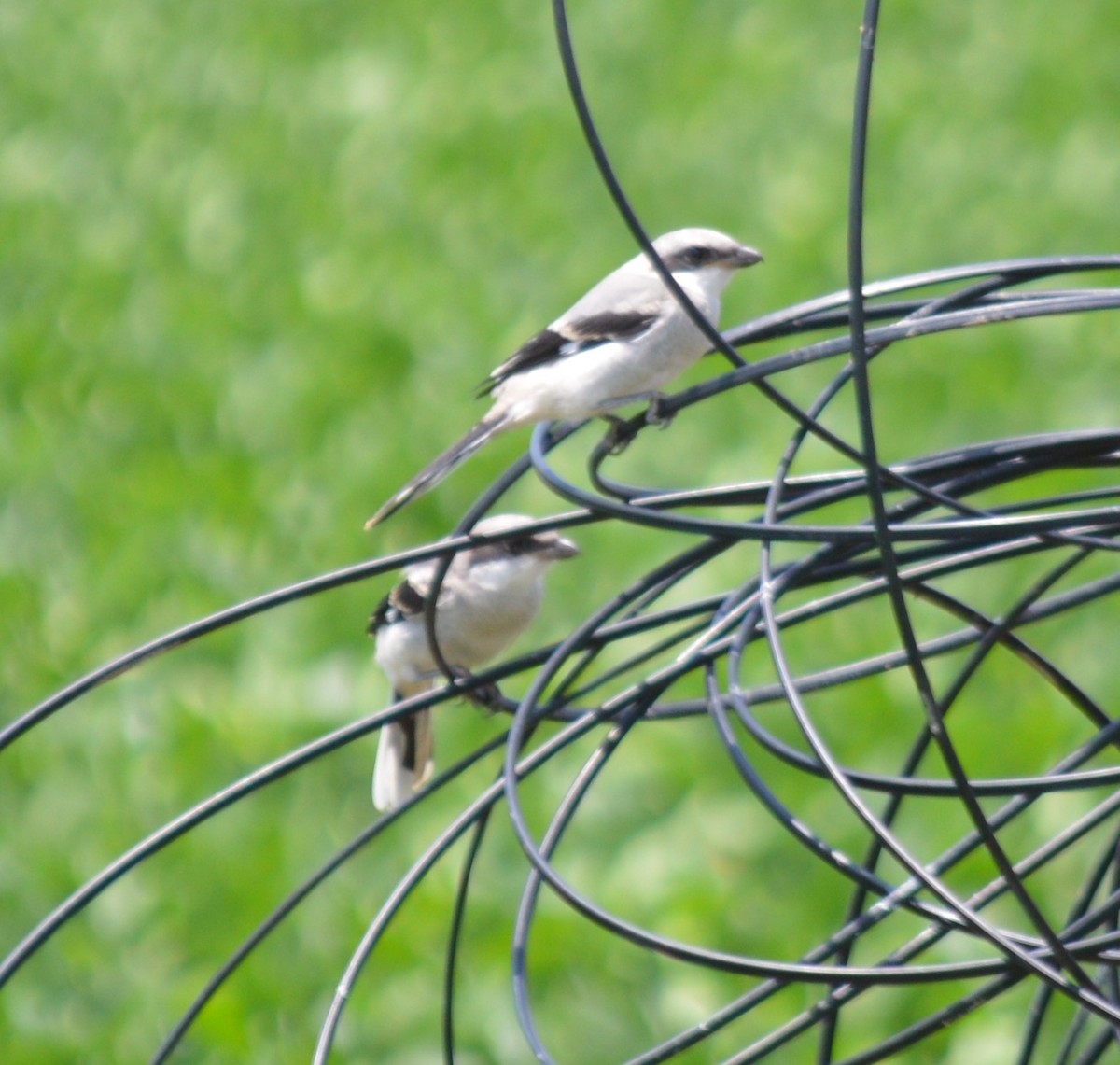 Loggerhead Shrike - ML594305691