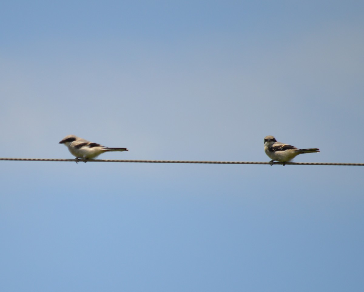 Loggerhead Shrike - ML594305701