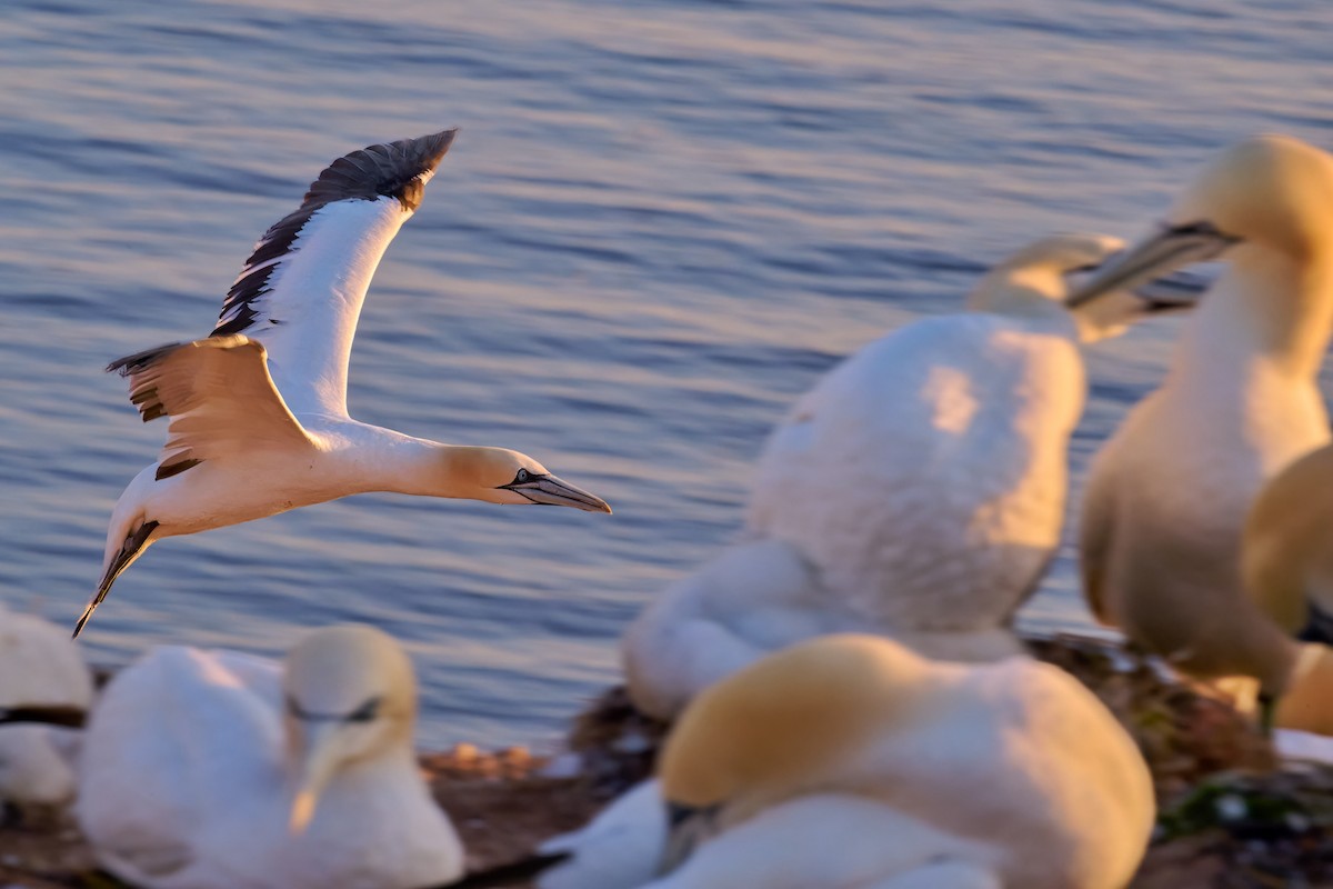 Northern Gannet - ML594306271