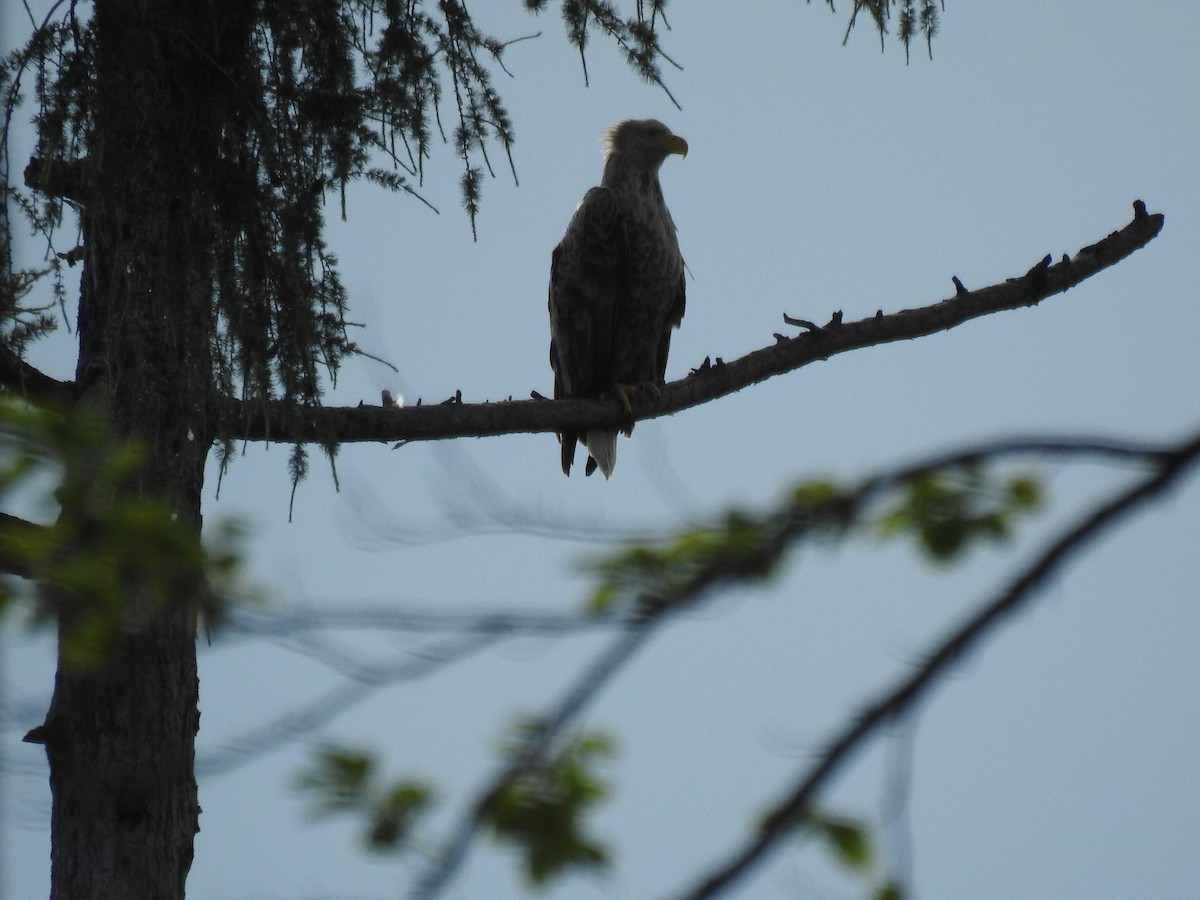 White-tailed Eagle - Sivashankar Ramachandran