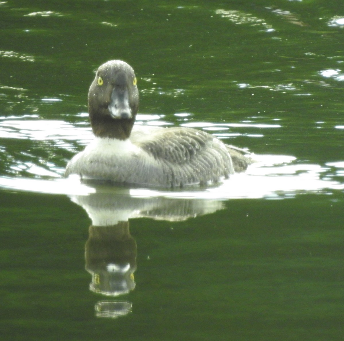 Barrow's Goldeneye - ML594306931