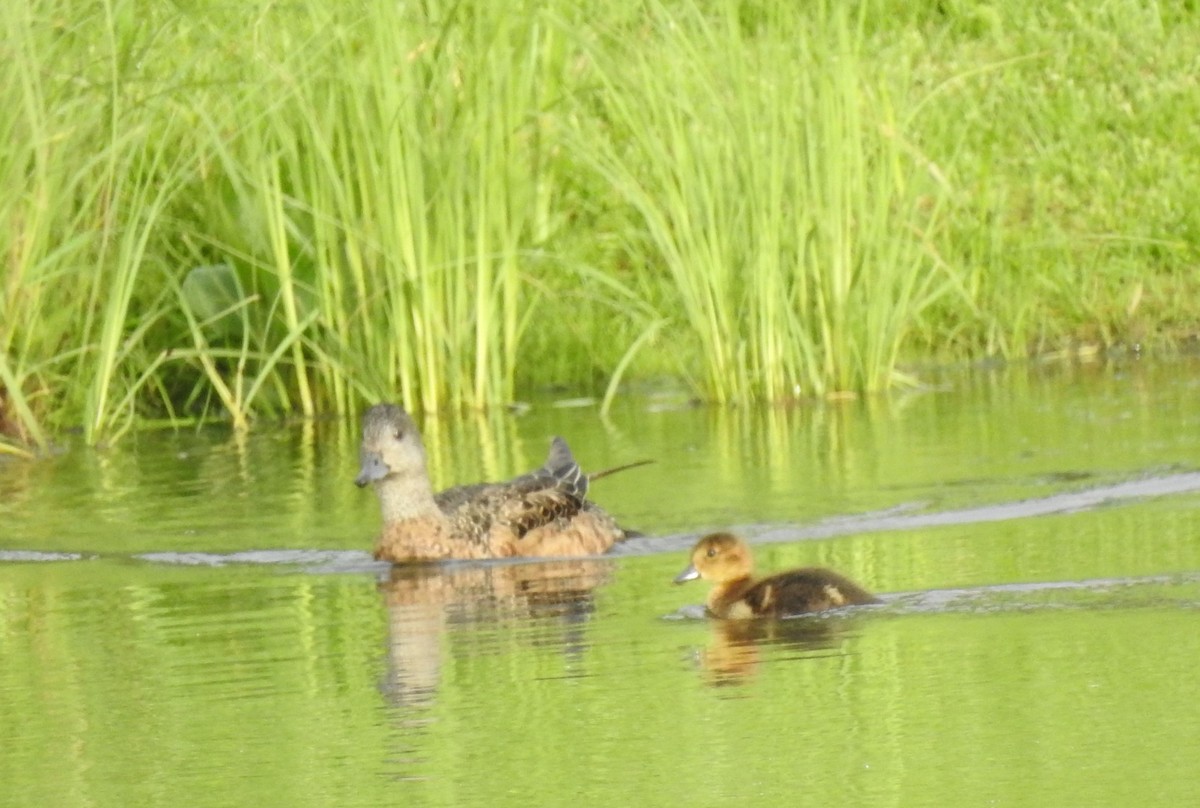 American Wigeon - Laurie DeWispelaere