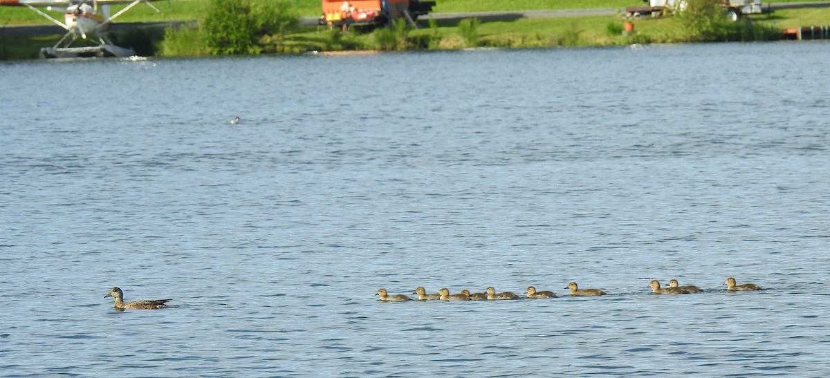 American Wigeon - ML594307081