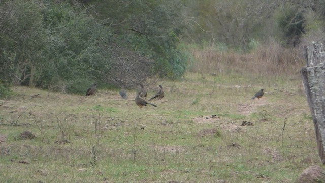 Chaco Chachalaca - ML594307331