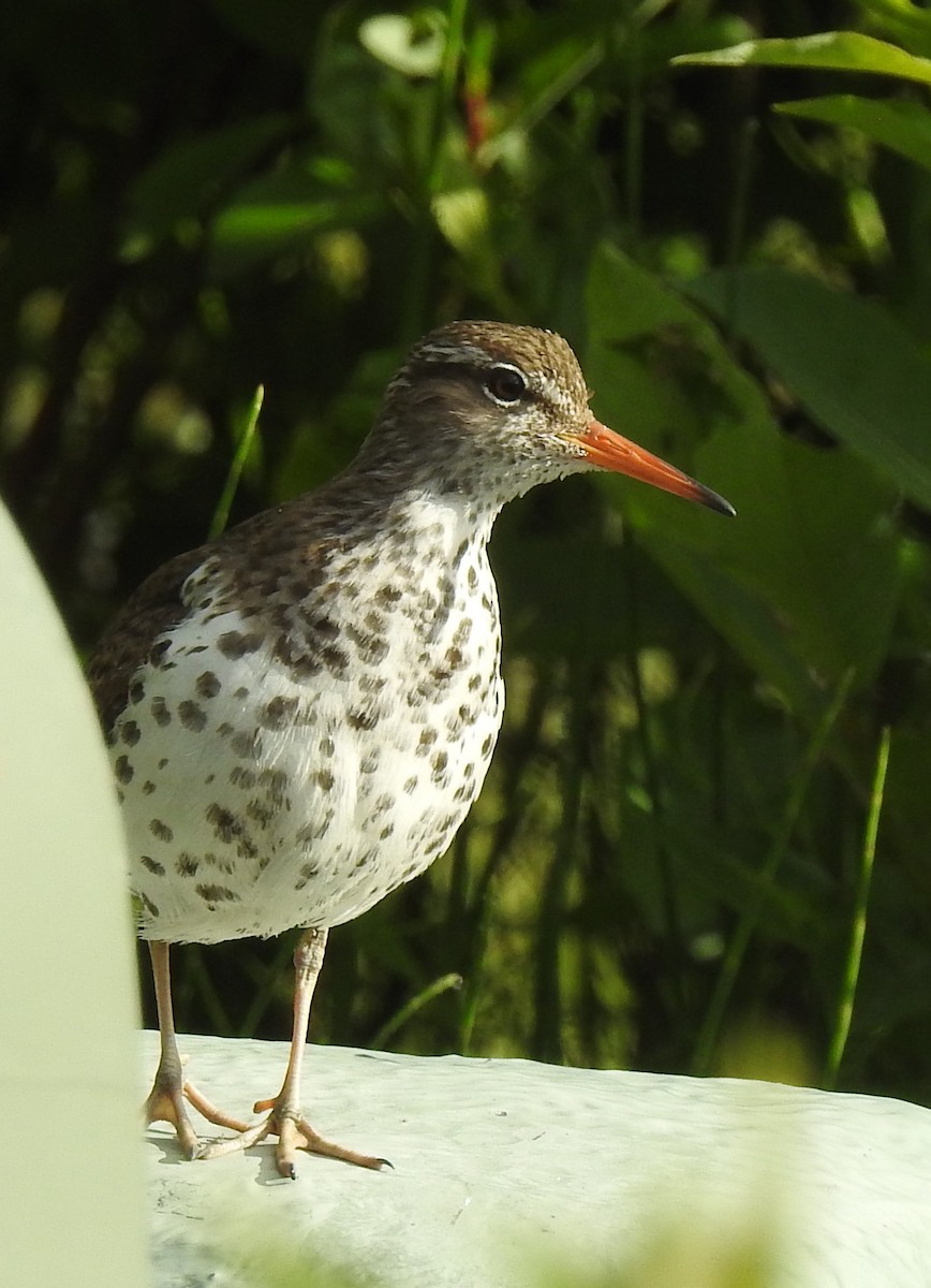 Spotted Sandpiper - Laurie DeWispelaere