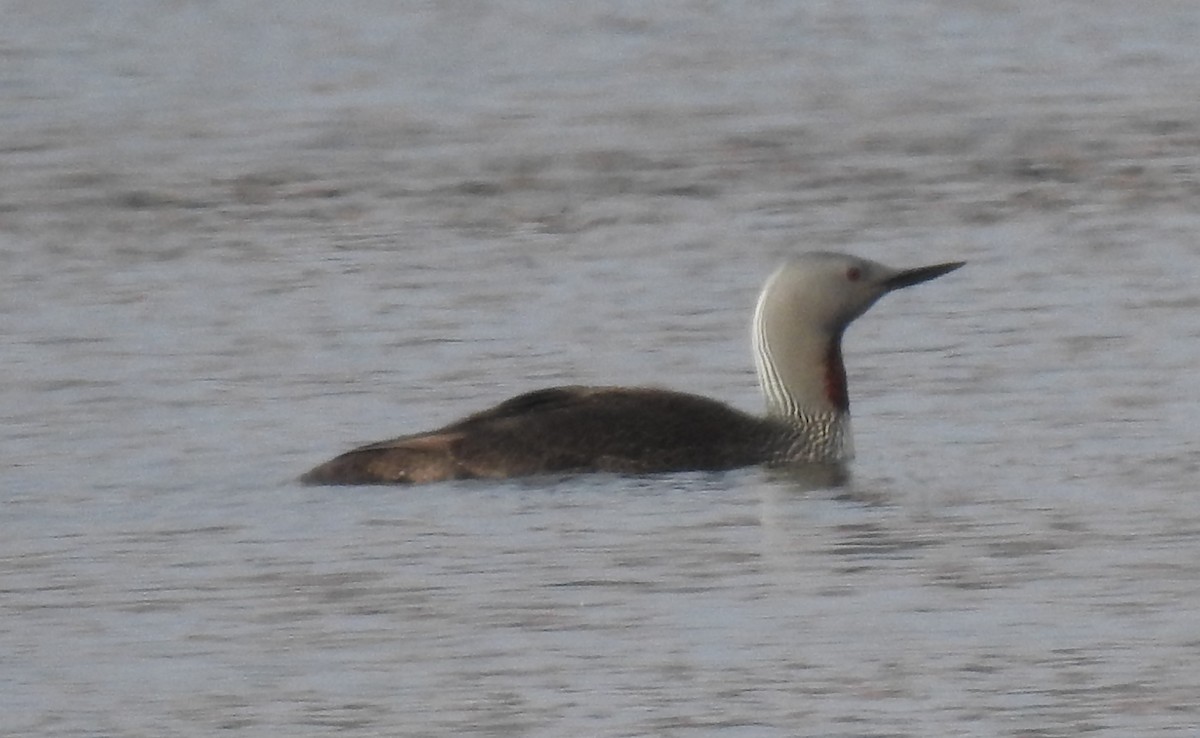 Red-throated Loon - Laurie DeWispelaere