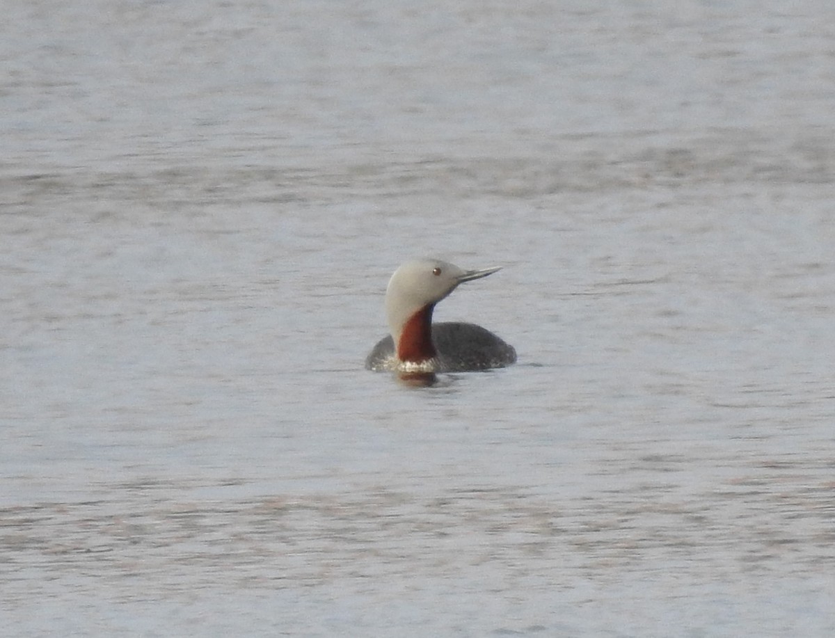 Red-throated Loon - Laurie DeWispelaere