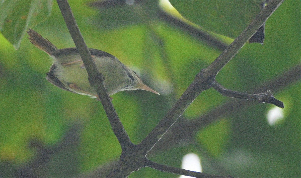 Rufous-tailed Tailorbird - ML594307741