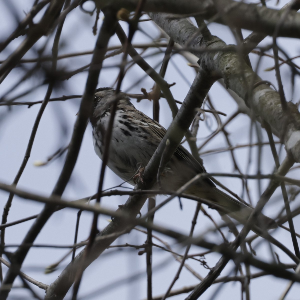 Harris's Sparrow - ML594308591
