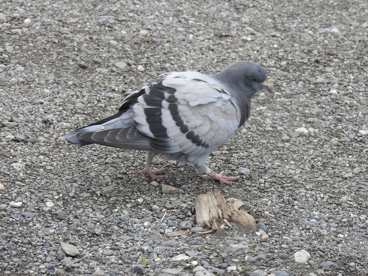 Rock Pigeon (Feral Pigeon) - Laurie DeWispelaere