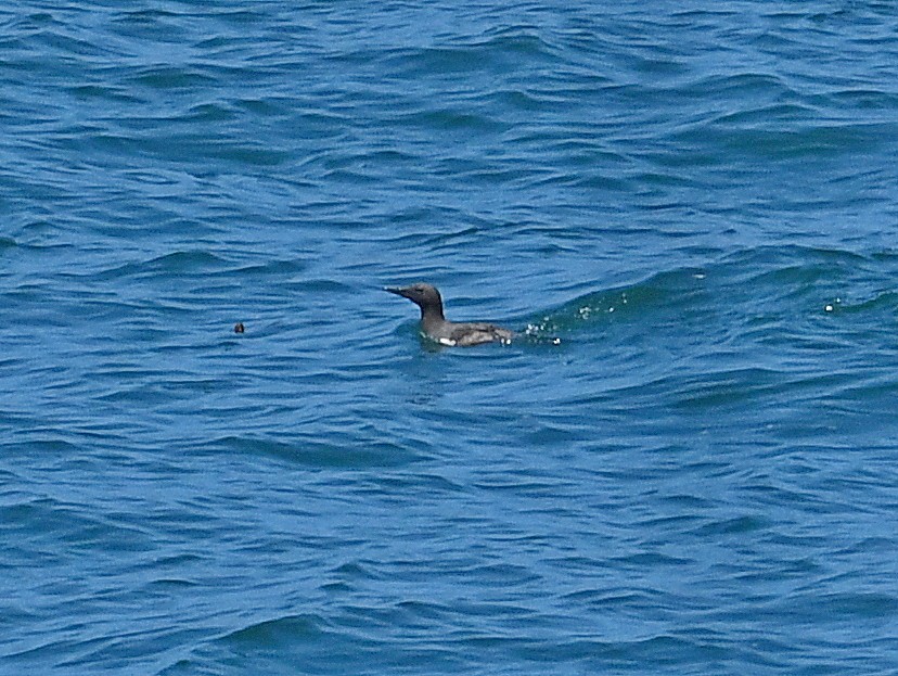 Common Murre - ML594308751